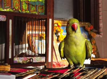 The_Working_Parrot_(300946273)
